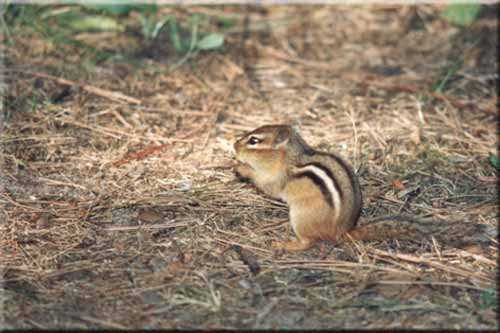 chipmunk