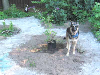 Lucy stands guard over the new Butterfly Bush