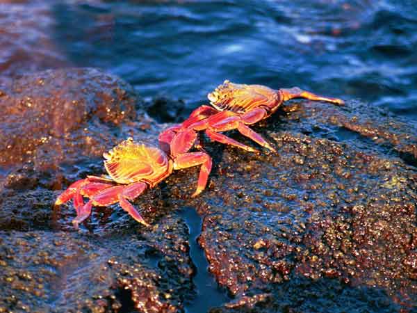 0704x-crabs.jpg