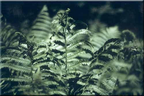 Ferns