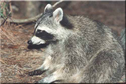 Raccoon