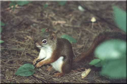 Red squirrel