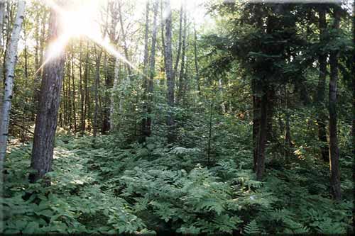 Lens flare in the ferny woods