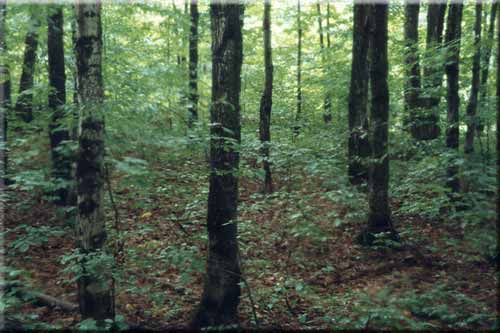 Damp green light in the hardwoods