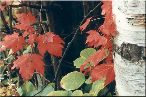 Red and Green