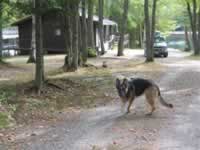 139-3963_640x480-lucy.jpg (92kb)