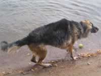 139-3978_640x480-shake.jpg (67kb)