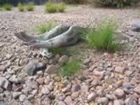 139-3979_640x480-driftwood.jpg (102kb)