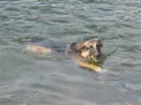 139-3986_640x480-swim.jpg (52kb)
