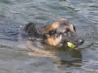 139-3987_640x480-swim.jpg (54kb)