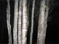 139-3995_640x480-birch.jpg (56kb)