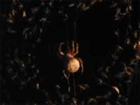 140-4003_640x480-spider.jpg (32kb)