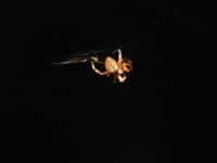 140-4011_640x480-spider.jpg (14kb)