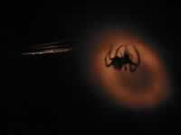 140-4014_640x480-spider.jpg (13kb)