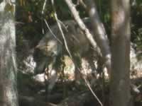 140-4030_640x480-wolf.jpg (47kb)