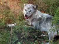 140-4035_640x480-wolf.jpg (81kb)