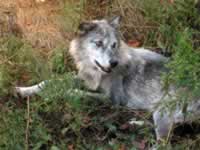 140-4036_640x480-wolf.jpg (85kb)