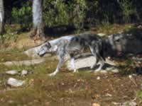 140-4039_640x480-wolf.jpg (71kb)