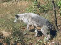 140-4040_640x480-wolf.jpg (115kb)