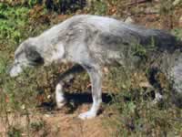 140-4043_640x480-wolf.jpg (109kb)