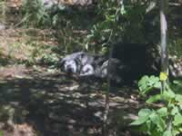 140-4044_640x480-wolf.jpg (63kb)