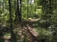 140-4064_640x480-woods.jpg (115kb)