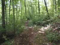 140-4066_640x480-woods.jpg (113kb)