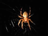 140-4080_640x480-spider.jpg (32kb)