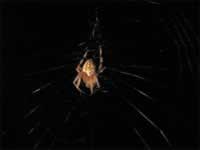 140-4088_640x480-spider.jpg (25kb)