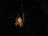 140-4091_640x480-spider.jpg (27kb)