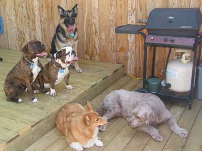 Kia & Whiskey make eye contact. Bell, Tiger & Lucy flap their tongues.