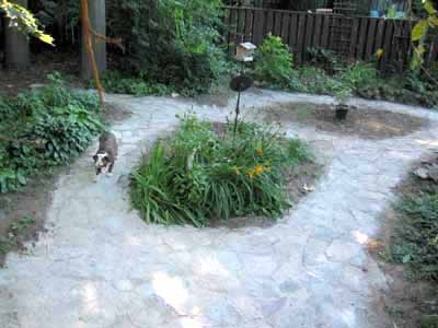 Tiger walks pensively along the new path.