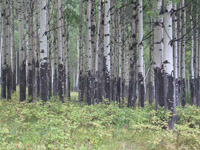 Poplars damaged by Grazing