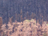 Forest fire damage, approaching Kamloops