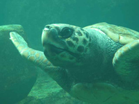 Sea turtle, Vancouver Aquarium