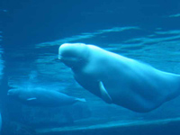 Beluga whales, Vancouver Aquarium