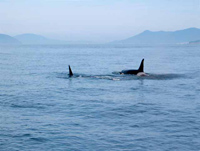 Orcas from L-12 Pod, Rosario Bay