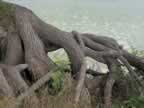118-1884_root.jpg (36kb)