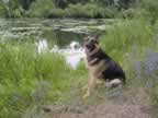 118-1890_Lucy_lilypads.jpg (42kb)