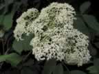 118-1893_flower.jpg (37kb)